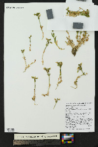 Cerastium beeringianum image