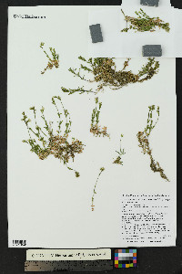 Cerastium arvense image