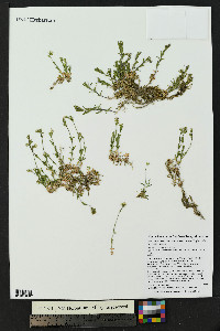 Cerastium arvense image