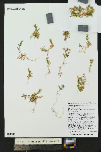 Cerastium beeringianum image