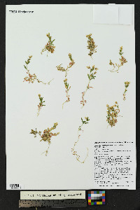 Cerastium beeringianum image