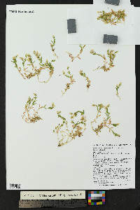 Cerastium beeringianum image