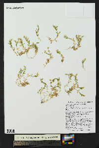 Cerastium beeringianum image