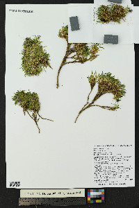 Silene acaulis image