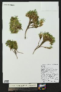 Silene acaulis image