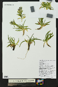 Gentiana algida image