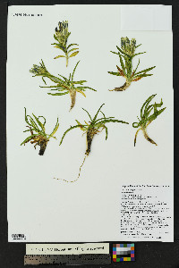 Gentiana algida image