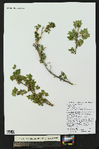 Ribes montigenum image