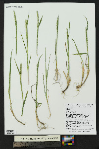 Elymus trachycaulus subsp. trachycaulus image