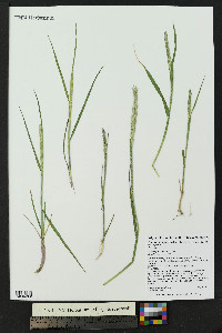 Elymus trachycaulus subsp. trachycaulus image