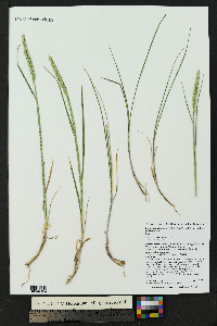 Elymus trachycaulus subsp. trachycaulus image