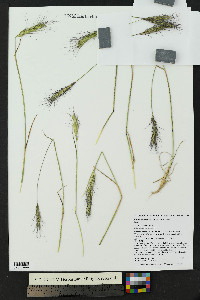 Elymus scribneri image