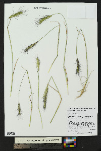 Elymus scribneri image