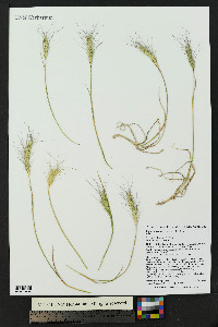 Elymus scribneri image