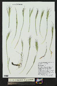 Elymus scribneri image