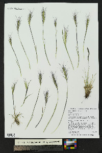 Elymus scribneri image