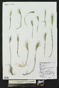 Elymus scribneri image