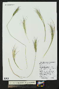 Elymus scribneri image