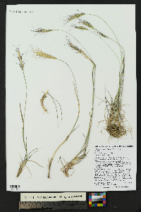 Elymus scribneri image