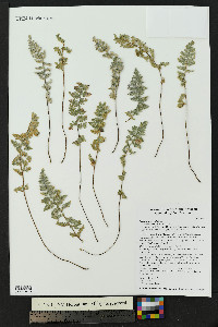 Myriopteris rufa image