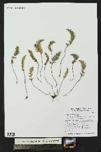 Myriopteris tomentosa image