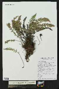 Myriopteris tomentosa image