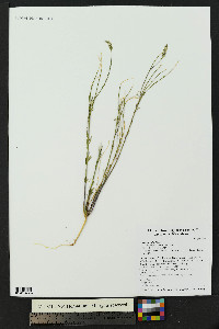 Polygala alba image