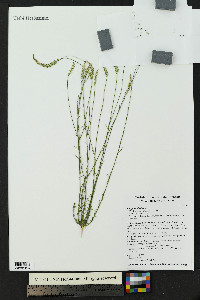 Polygala alba image