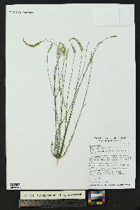 Polygala alba image