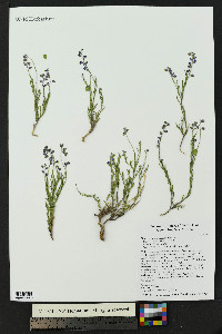 Hebecarpa barbeyana image