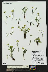 Pseudocymopterus montanus image