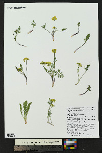 Pseudocymopterus montanus image