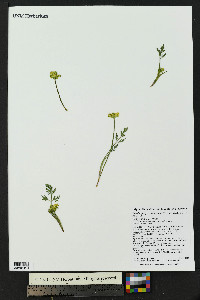 Pseudocymopterus montanus image