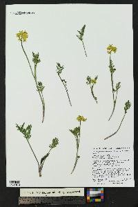 Pseudocymopterus montanus image