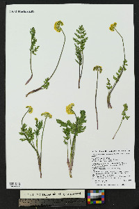 Pseudocymopterus montanus image