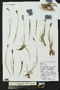 Phleum alpinum image