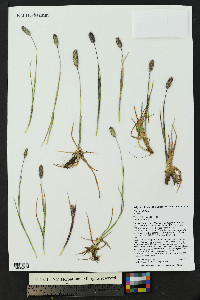 Phleum alpinum image