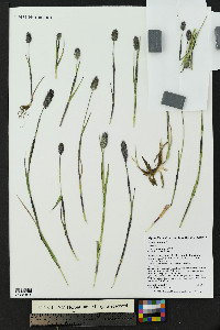 Phleum alpinum image