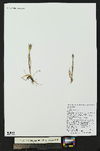 Phleum alpinum image