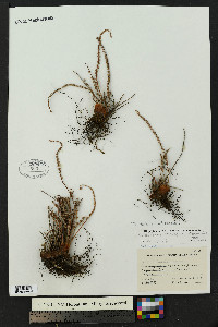 Astrolepis integerrima image