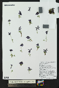 Trifolium brandegeei image