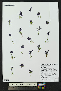 Trifolium brandegeei image