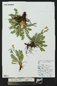 Geum rossii image