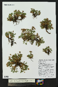 Sibbaldia procumbens image