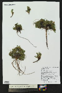 Sibbaldia procumbens image