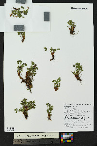Sibbaldia procumbens image