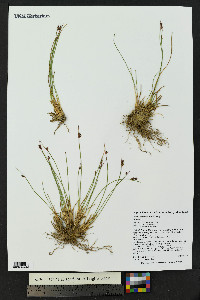 Juncus drummondii image