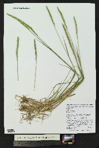Elymus trachycaulus subsp. trachycaulus image