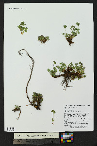 Sibbaldia procumbens image