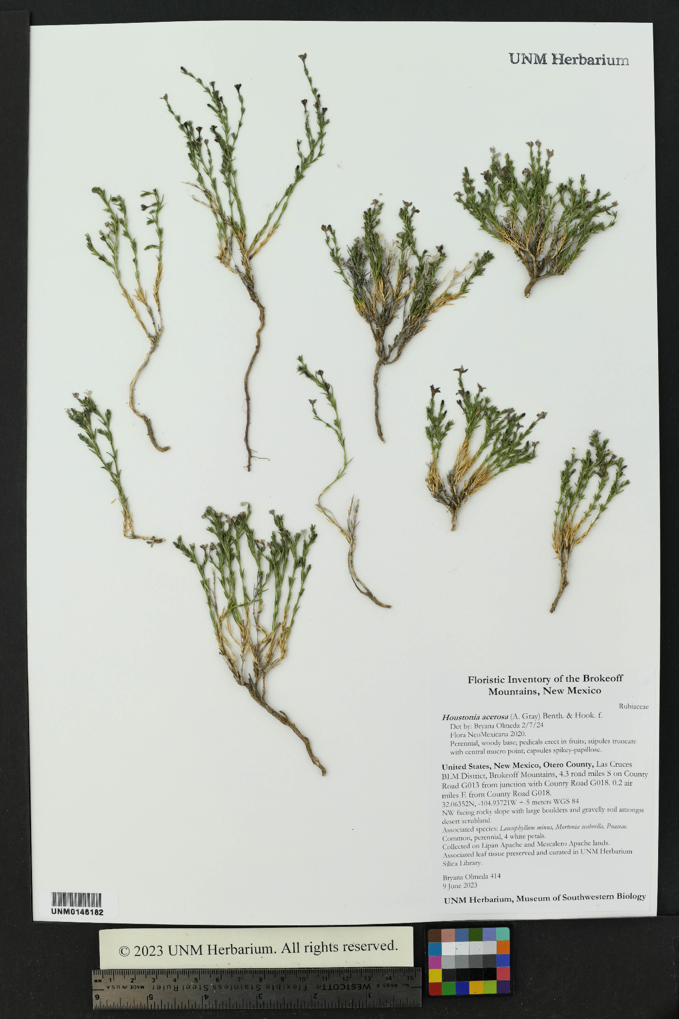Houstonia acerosa image